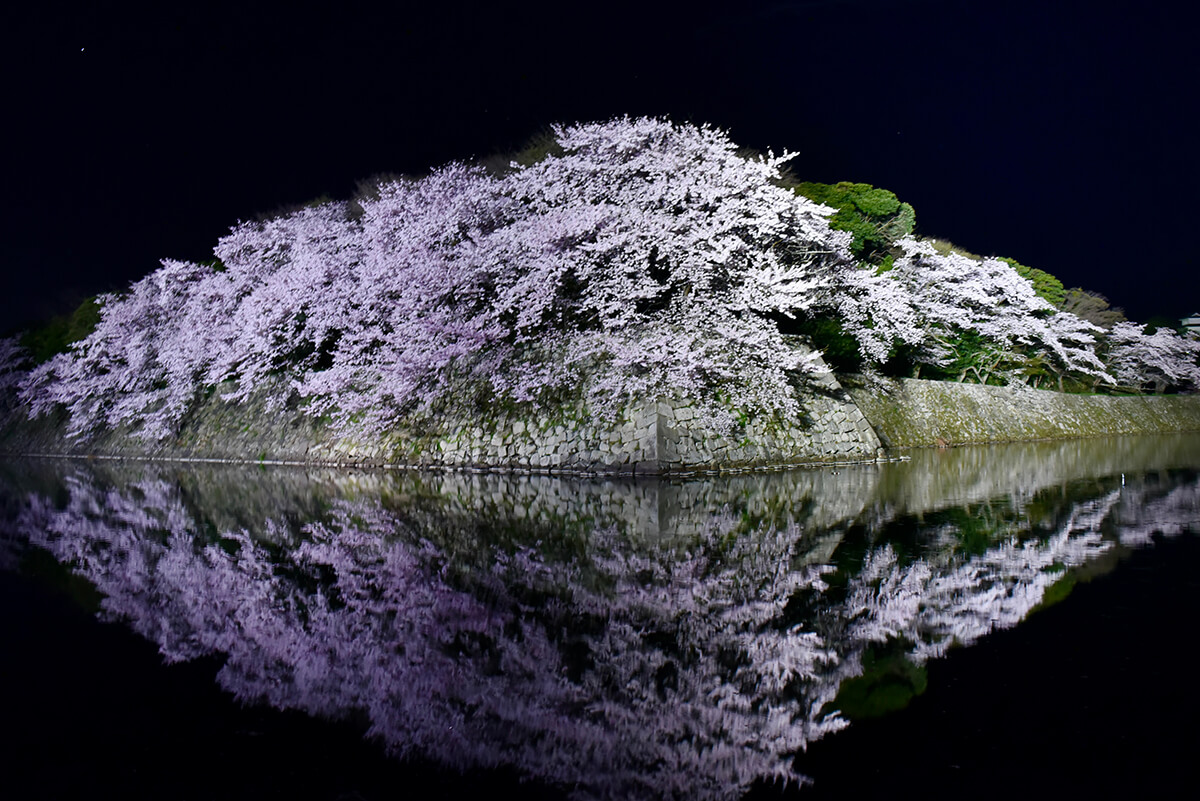 彦根城の桜のライトアップ