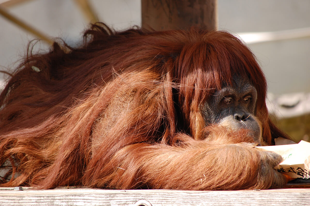 東山動植物園のオランウータン