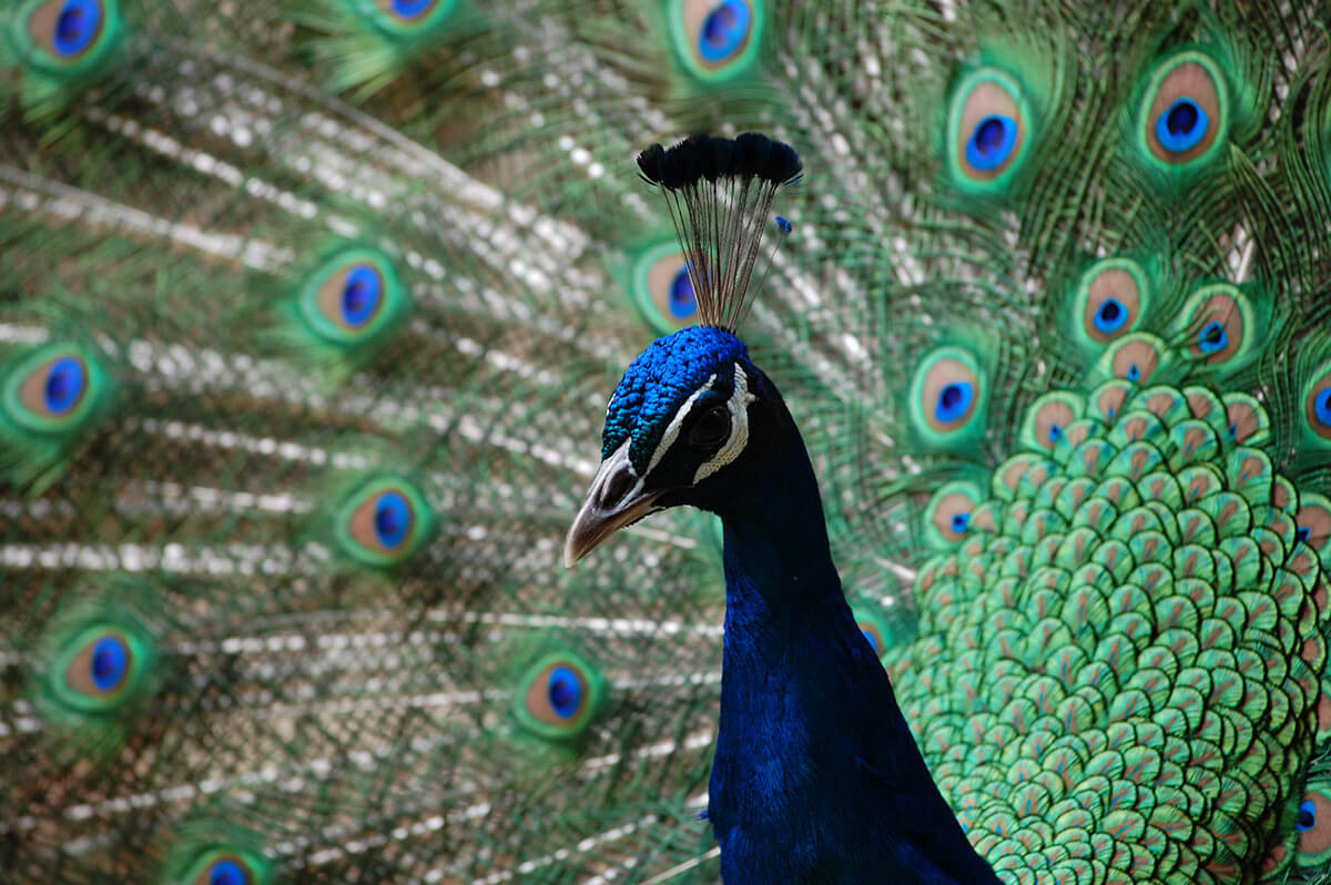 東山動植物園の孔雀